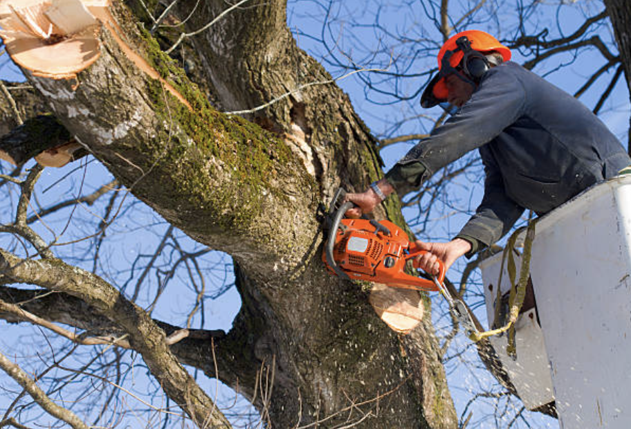 tree pruning in new hampshire