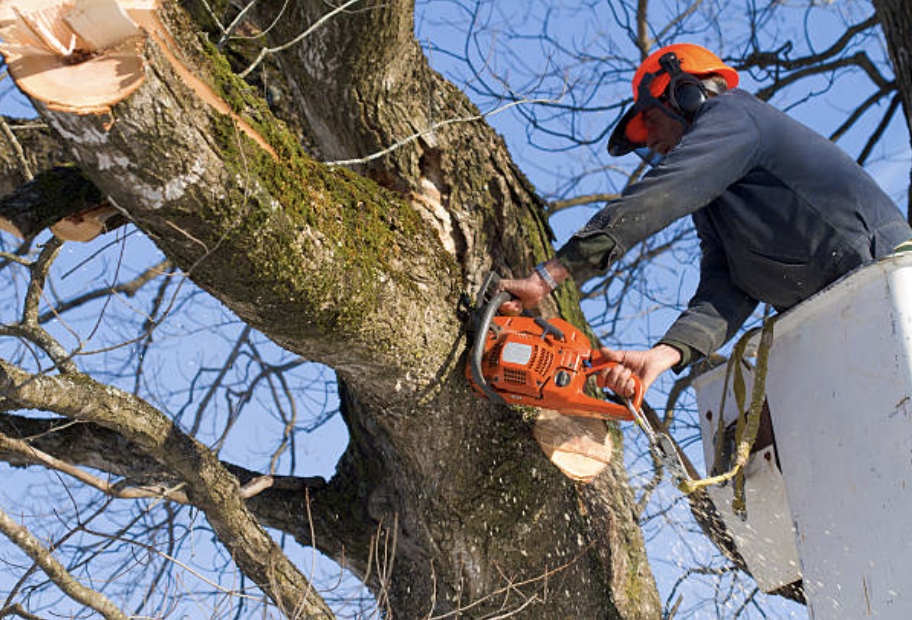 tree pruning in Hanover